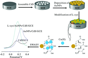 Graphical abstract: Electrochemical determination of trace copper(ii) based on l-cysteine functionalized gold nanoparticle/CdS nanosphere hybrid