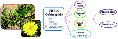 Graphical abstract: Phenolic profiling of the aerial part of Chrysanthemum trifurcatum using ultra high performance liquid chromatography coupled to Orbitrap high resolution mass spectrometry