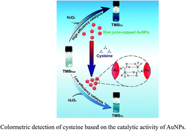 Graphical abstract: Stable gold nanoparticles as a novel peroxidase mimic for colorimetric detection of cysteine