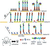 Graphical abstract: Calix[4]arene crown ether as an oriented linker for highly sensitive detection of zinc ions using a peptide probe