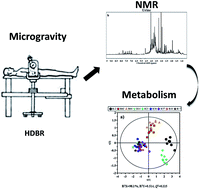 Graphical abstract: Human metabolic responses to microgravity simulated in a 45-day 6° head-down tilt bed rest (HDBR) experiment