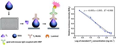 Graphical abstract: Determination of tetraiodo-l-thyronine in human serum by competitive indirect chemiluminescence immunoassay