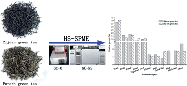 Graphical abstract: Characterization of the aromatic profile in “zijuan” and “pu-erh” green teas by headspace solid-phase microextraction coupled with GC-O and GC-MS