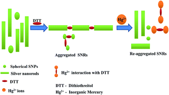 Graphical abstract: Determination of mercury(ii) ions in aqueous solution using silver nanorods as a probe