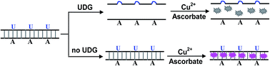 Graphical abstract: Simple and sensitive detection of uracil–DNA glycosylase activity using dsDNA-templated copper nanoclusters as fluorescent probes