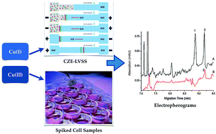 Graphical abstract: Highly sensitive detection of copper(i) and copper(ii) in cell specimens by CE-UV with large-volume sample stacking