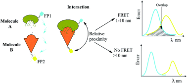 Graphical abstract: FRET spectroscopy—towards effective biomolecular probing