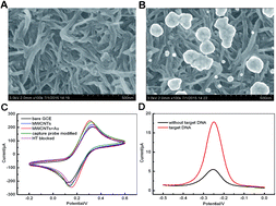 Graphical abstract: A simple and sensitive electrochemical sensor for rapid detection of Clostridium tetani based on multi-walled carbon nanotubes