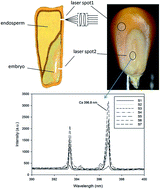 Graphical abstract: Fast determination of calcium concentration in the internal tissues of a single seed using laser-induced breakdown spectroscopy