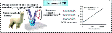 Graphical abstract: Phage displayed anti-idiotypic nanobody mediated immuno-PCR for sensitive and environmentally friendly detection of mycotoxin ochratoxin A