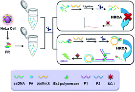 Graphical abstract: Fluorescence biosensor for folate receptors in cancer cells based on terminal protection and hyperbranched rolling circle amplification