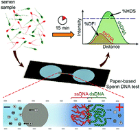 Graphical abstract: Paper-based sperm DNA integrity analysis