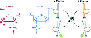 Graphical abstract: Designing a biostable L-DNAzyme for lead(ii) ion detection in practical samples
