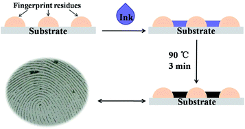 Graphical abstract: Visualization of latent fingerprints using a simple “silver imaging ink”