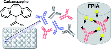 Graphical abstract: Improved strategies for selection and characterization of new monoclonal anti-carbamazepine antibodies during the screening process using feces and fluorescence polarization immunoassay