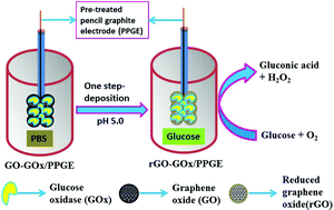 Graphical abstract: Fabrication of a novel disposable glucose biosensor using an electrochemically reduced graphene oxide–glucose oxidase biocomposite