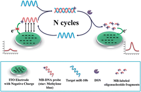 Graphical abstract: A signal-on homogeneous electrochemical biosensor for sequence-specific microRNA based on duplex-specific nuclease-assisted target recycling amplification