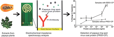 Graphical abstract: The detection of papaya ringspot virus coat protein using an electrochemical immunosensor