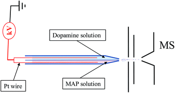 Graphical abstract: Hollow fiber-based solid–liquid phase microextraction combined with theta capillary electrospray ionization mass spectrometry for sensitive and accurate analysis of methamphetamine