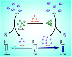 Graphical abstract: Aggregation-induced superior peroxidase-like activity of Cu2−xSe nanoparticles for melamine detection