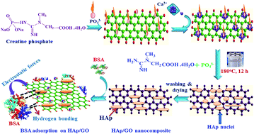 Graphical abstract: Enhanced hydroxyapatite nanorods formation on graphene oxide nanocomposite as a potential candidate for protein adsorption, pH controlled release and an effective drug delivery platform for cancer therapy