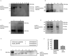 Graphical abstract: Soluble lipoprotein receptor-related protein immunoreactive species in cell culture media and serum replacement supplements