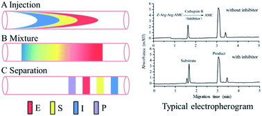 Graphical abstract: Cathepsin B inhibitor screening in traditional Chinese medicines by electrophoretically mediated microanalysis