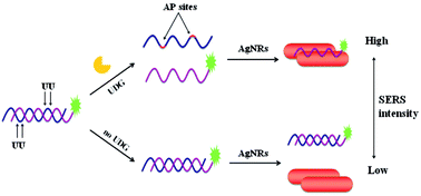 Graphical abstract: A silver nanorod based SERS assay for the homogeneous detection of uracil-DNA glycosylase activity