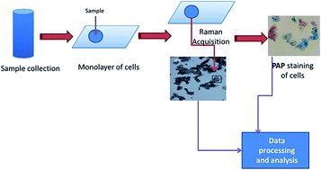 Graphical abstract: Development of methodology for Raman microspectroscopic analysis of oral exfoliated cells