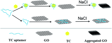 Graphical abstract: The development of a graphene oxide-based aptasensor used for the detection of tetracycline in honey