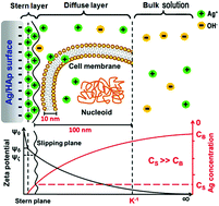 Graphical abstract: Functional hydroxyapatite bioceramics with excellent osteoconductivity and stern-interface induced antibacterial ability