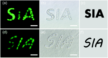 Graphical abstract: Regulation of breast cancer cell behaviours by the physical microenvironment constructed via projection microstereolithography