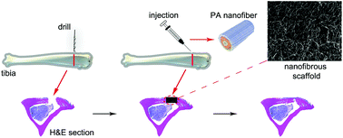 Graphical abstract: A glycosaminoglycan mimetic peptide nanofiber gel as an osteoinductive scaffold