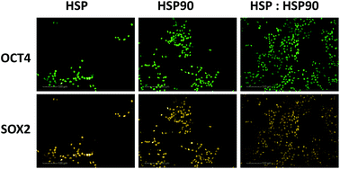 Graphical abstract: Identification of polymer surface adsorbed proteins implicated in pluripotent human embryonic stem cell expansion