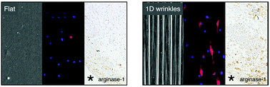 Graphical abstract: Topographical modulation of macrophage phenotype by shrink-film multi-scale wrinkles