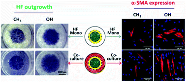 Graphical abstract: In vitro study of the host responses to model biomaterials via a fibroblast/macrophage co-culture system