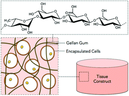 Graphical abstract: Tissue engineering with gellan gum