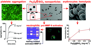 Graphical abstract: Fe3O4@SiO2 core–shell nanoparticles for biomedical purposes: adverse effects on blood cells