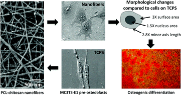 Graphical abstract: Polycaprolactone–chitosan nanofibers influence cell morphology to induce early osteogenic differentiation