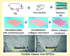 Graphical abstract: Human induced pluripotent stem cell-derived cardiac tissue on a thin collagen membrane with natural microstructures