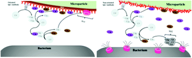 Graphical abstract: Fc microparticles can modulate the physical extent and magnitude of complement activity