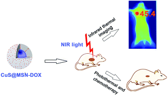 Graphical abstract: Biocompatible CuS-based nanoplatforms for efficient photothermal therapy and chemotherapy in vivo