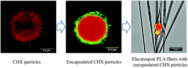 Graphical abstract: Electrospun poly(lactic acid) fibers containing novel chlorhexidine particles with sustained antibacterial activity