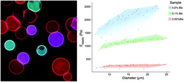 Graphical abstract: Fabricating polyacrylamide microbeads by inverse emulsification to mimic the size and elasticity of living cells