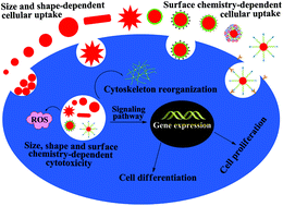 Graphical abstract: Insight into the interactions between nanoparticles and cells
