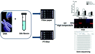 Graphical abstract: DNA preservation in silk