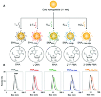 Graphical abstract: Backbone-modified oligonucleotides for tuning the cellular uptake behaviour of spherical nucleic acids