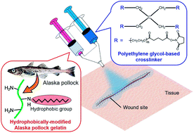 Graphical abstract: Enhanced sealing strength of a hydrophobically-modified Alaska pollock gelatin-based sealant