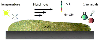 Graphical abstract: Modulation of the mechanical properties of bacterial biofilms in response to environmental challenges