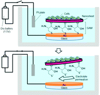 Graphical abstract: Electrochemical manipulation of cell populations supported by biodegradable polymeric nanosheets for cell transplantation therapy